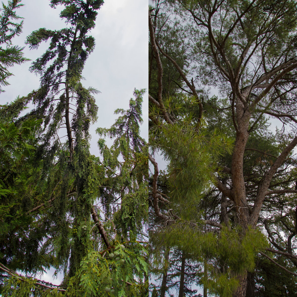 Сосна крымская/сосна  Монтесумы