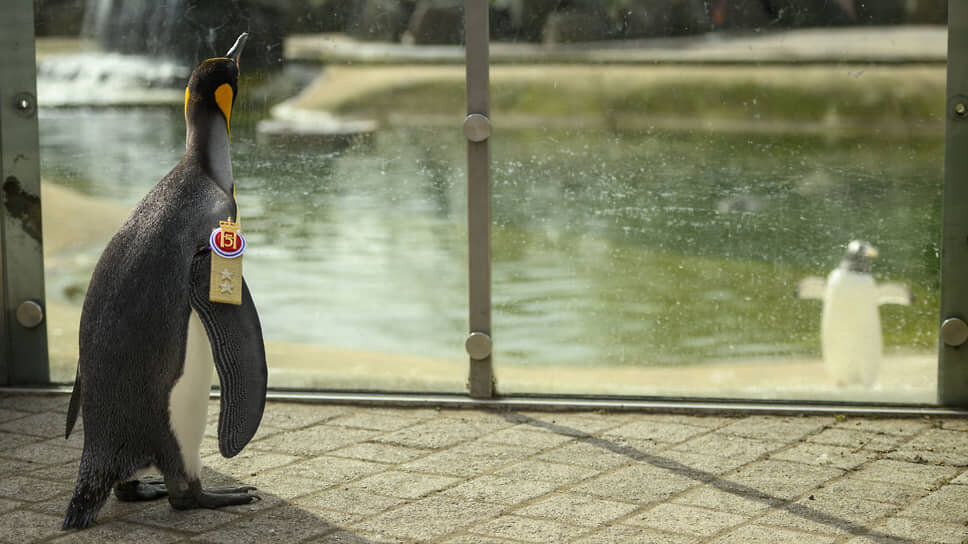 Фото: John Linton / PA Images / Getty Images📷Пингвин Нильс Улаф