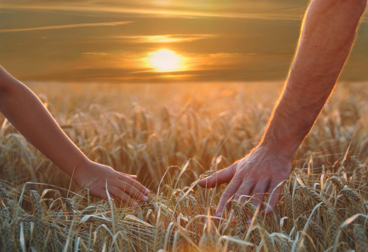 Где есть хороший. Берегите друг друга. Пшеничное поле человек. Берегите друг друга любите. Любите цените и берегите друг друга.