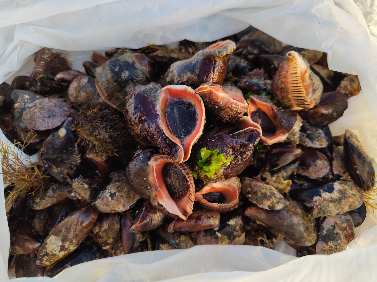 Это наловили для гостей.