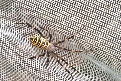    Паук-оса в Подмосковье © Пресс-служба Министерства экологии и природопользования Московской области