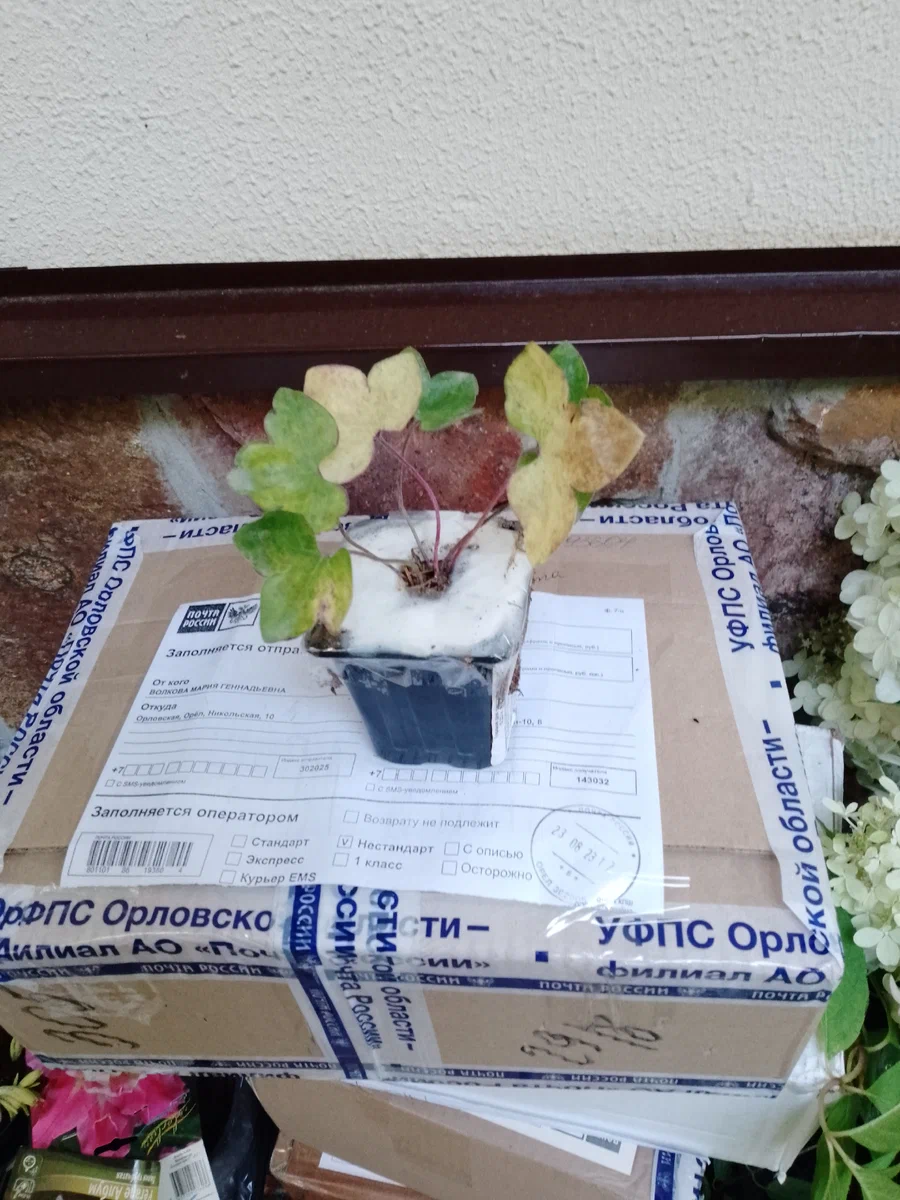 Печеночница благородная "Rubra Plena"