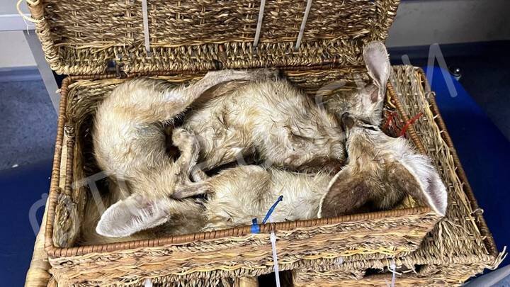  Фото: пресс-служба ФТС России