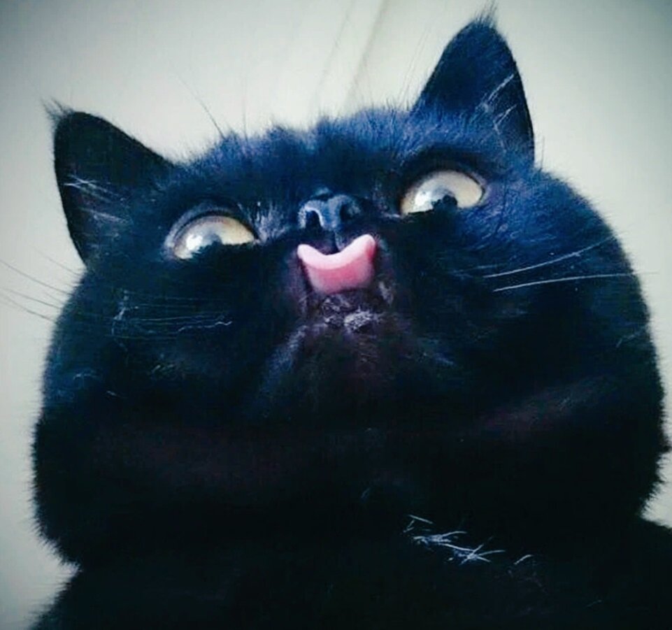 Вставай, хозяин, а то сейчас лизну