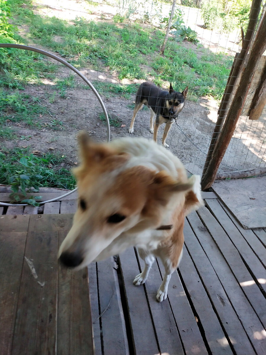 Сви пренадлежит к активной породе Бордер колли. Она обожает прыгать. Фото подтверждение выше.