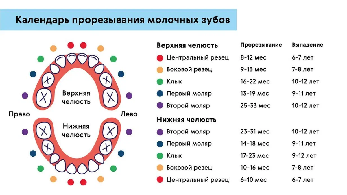 На картинке указаны средние сроки прорезывания зубов, так как определенной нормы по срокам прорезывания зубов нет. Все дети разные, и у кого-то первый зуб появляется в 4 месяца, а у кого-то в 1,5 года.