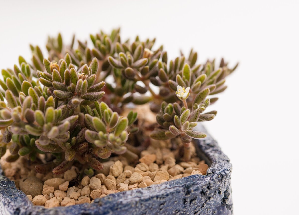 Толстянка зонтичная Crassula Umbella