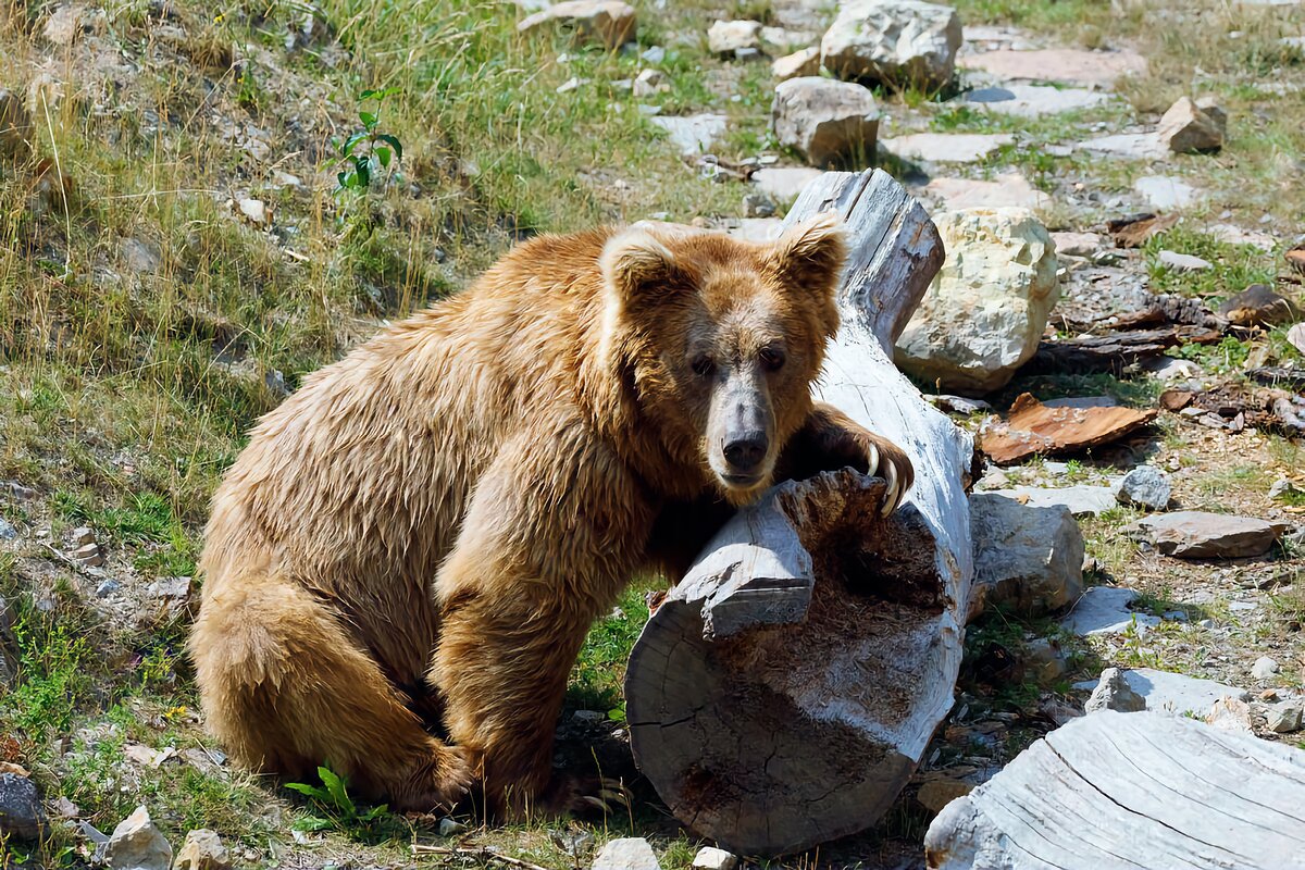 Тяньшанский бурый медведь