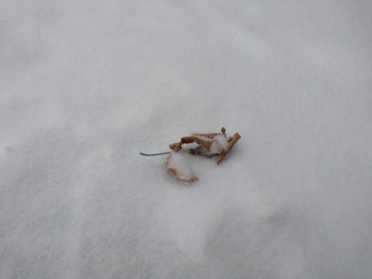 Автоодеяло или войлок