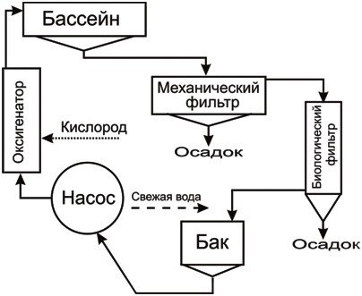 Рыба в УЗВ: разведение и выращивание