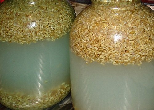 Как прорастить пшеницу для самогона?