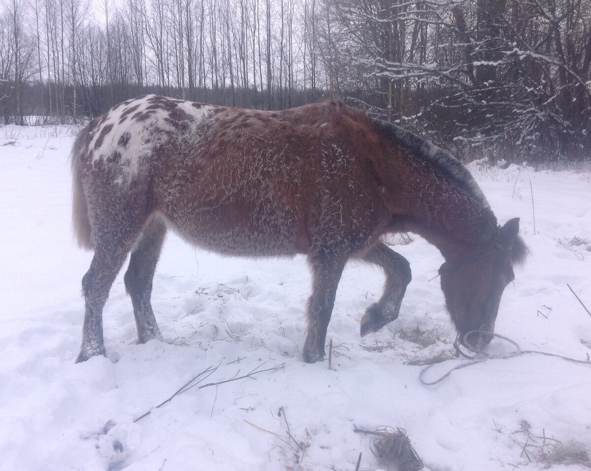 На фото с трензелем - это сразу  после поездки, а обычно привязана на недоуздке.
