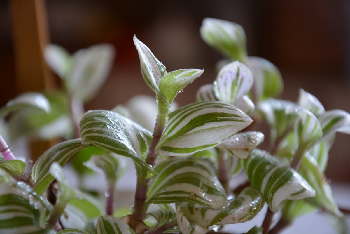  fluminensis variegata 