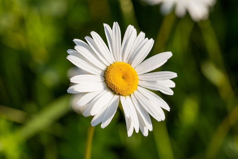 flickr.com / Nikolay Ryabov