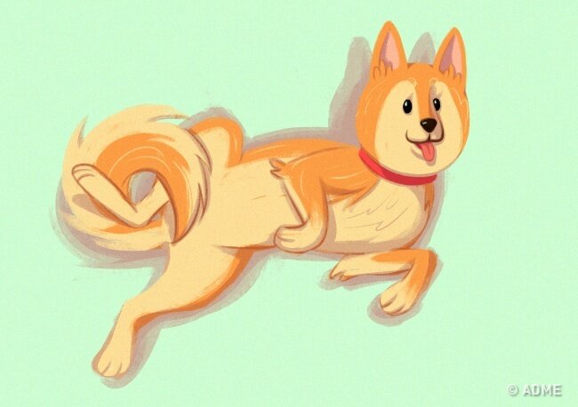 Пёс показывает живот