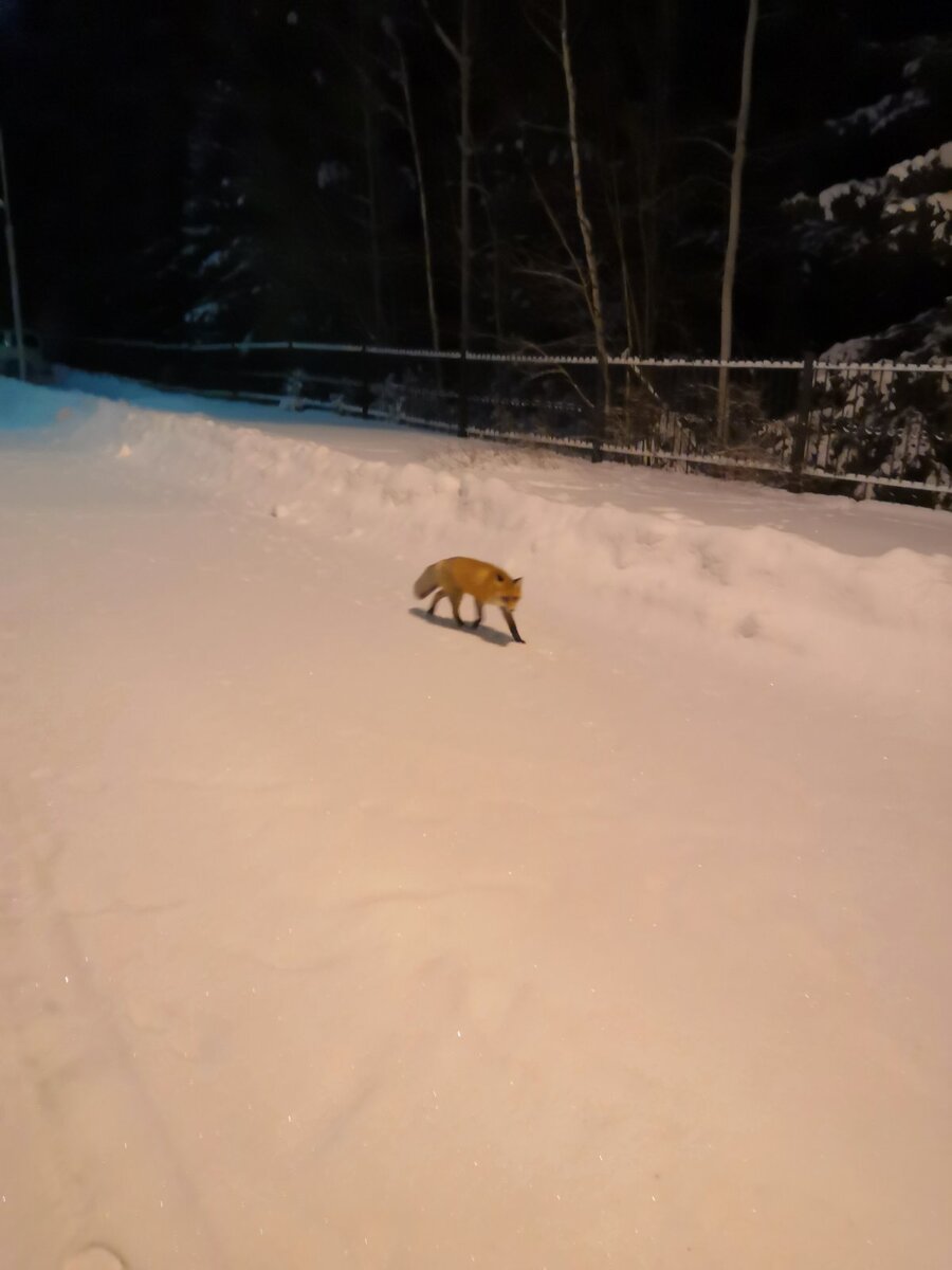 Бегает на окраине города