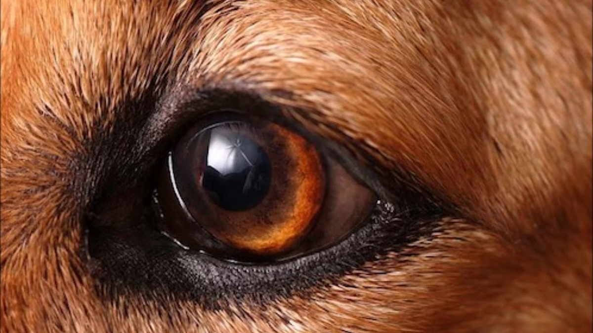С точки зрения собаки. Глаза собаки. Собака с карими глазами.