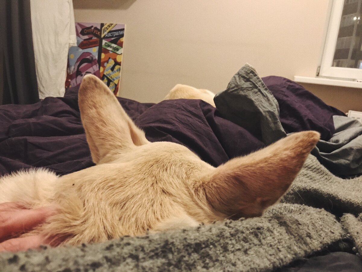 Мои сахарные ушки 