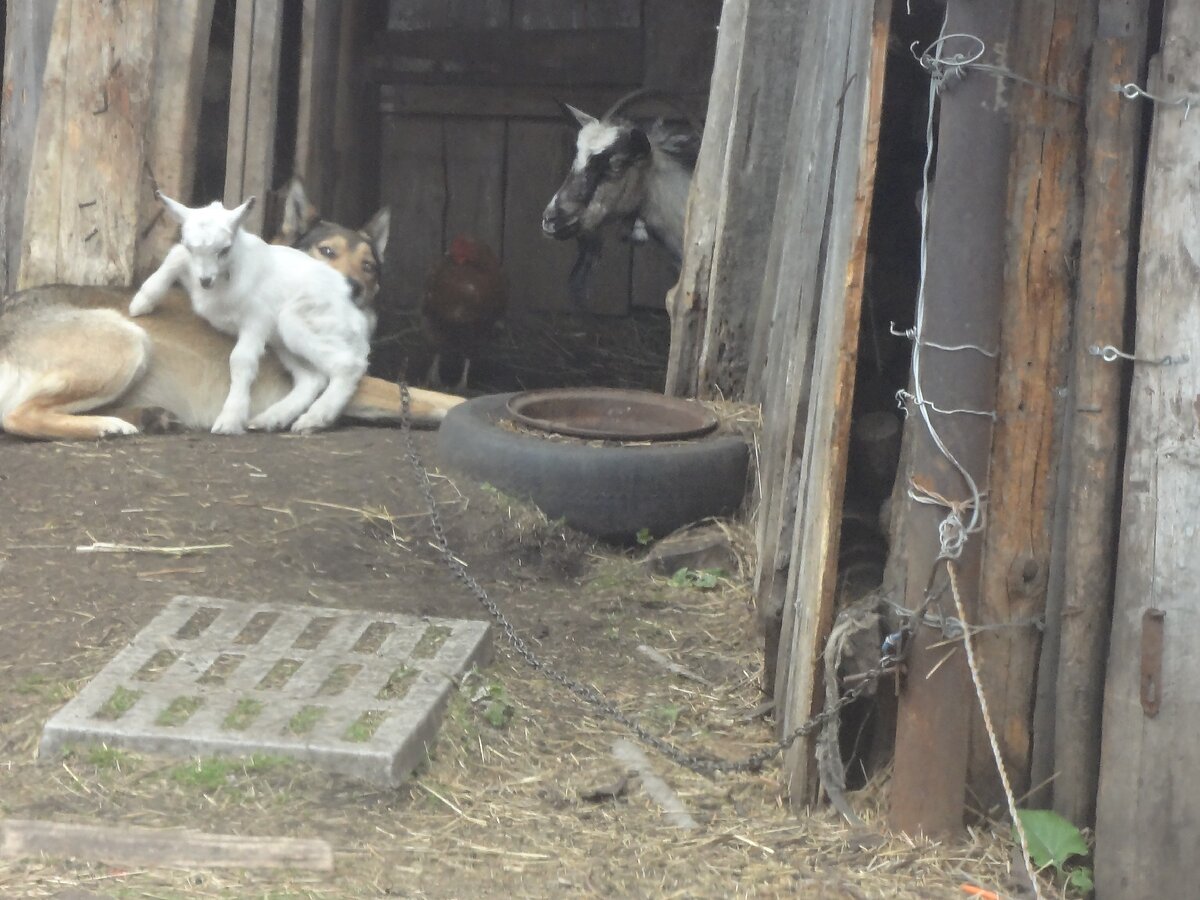 Серая коза с козленком