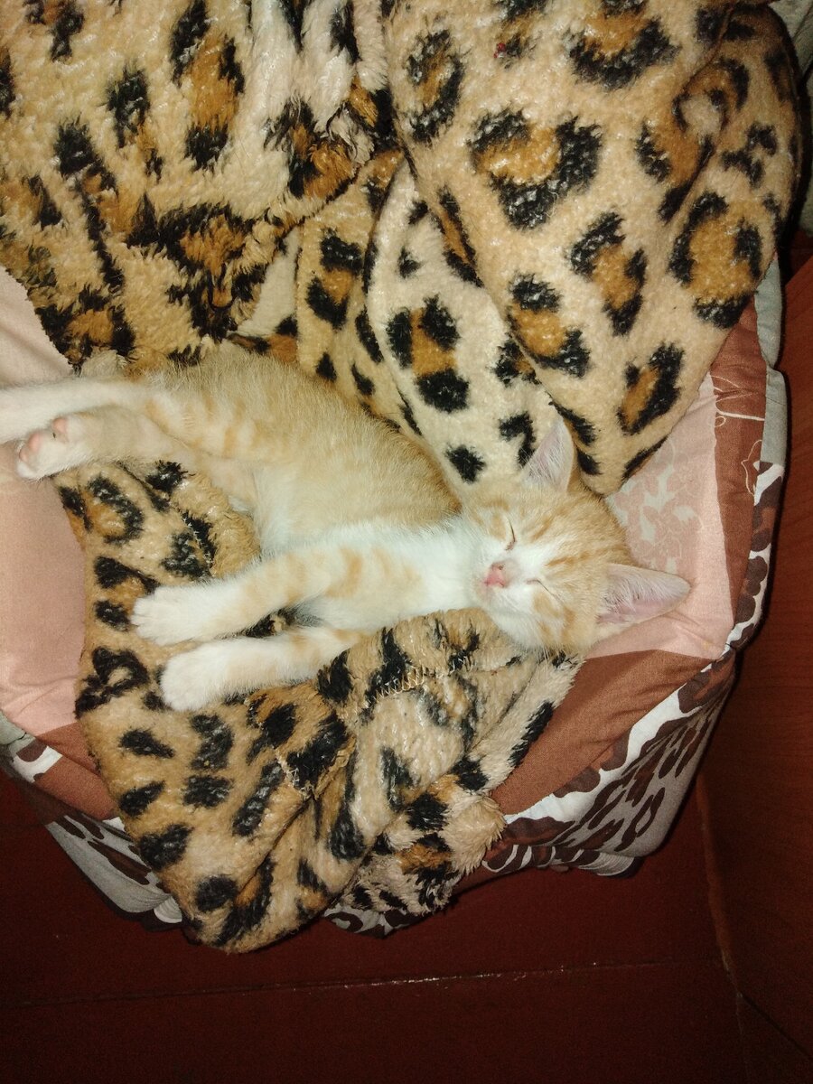 Персик, первая неделя дома