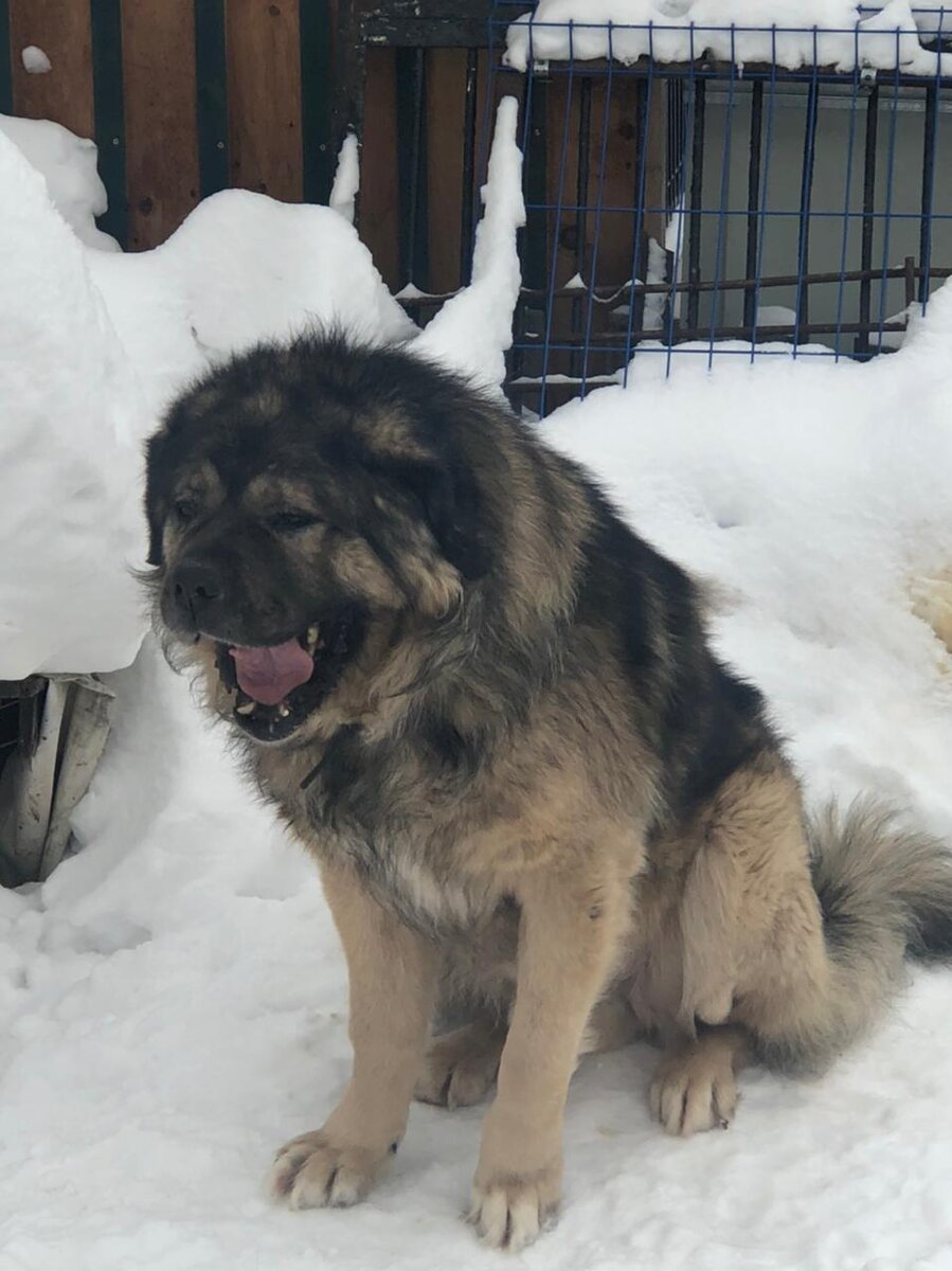 Брабус и чувство юмора) он хохочет) 