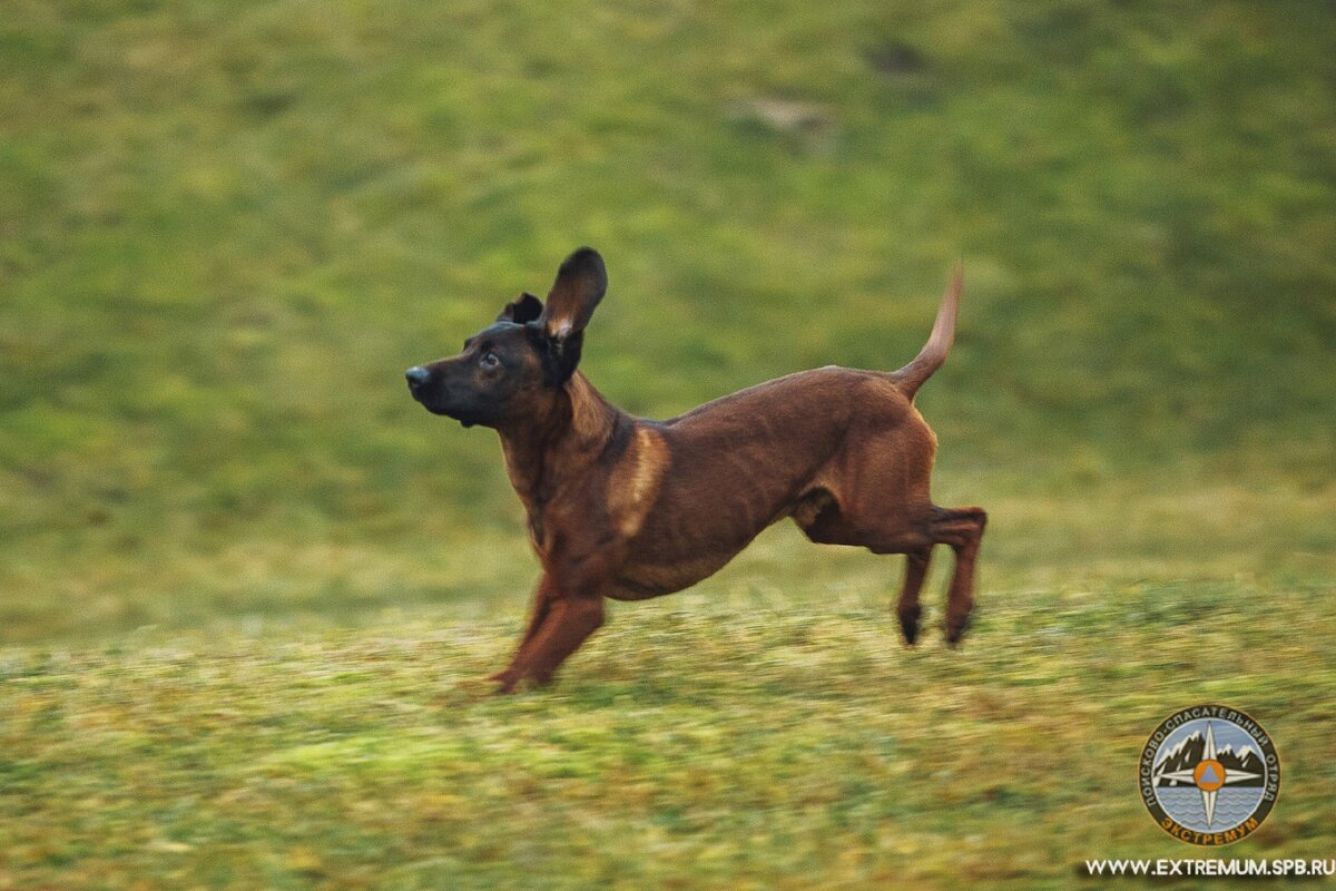 Фотография с кинологических тренировок ПСО "Экстремум". Листайте галерею с помощью стрелочек.