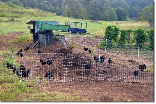 Куриный трактор