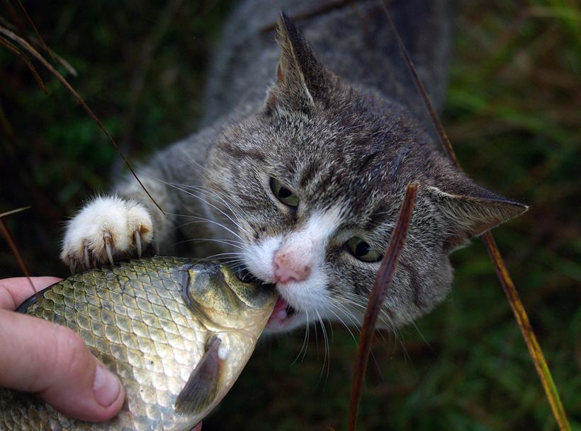 Кот с рыбой. Кот на рыбалке. Кот Рыбак. Котик рыбачит. Вкус рыбы во рту