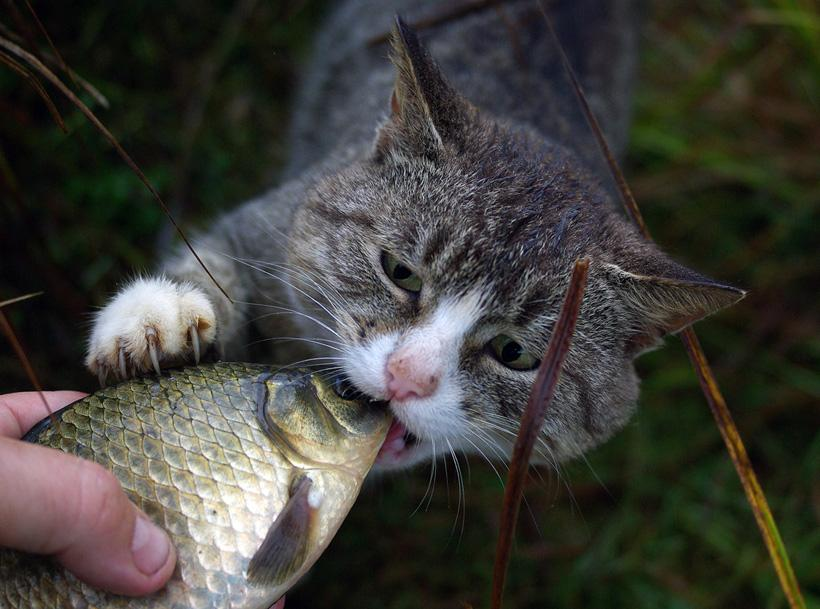 Кошка и рыбка. Кот с рыбой. Коты на рыбалке. Кот Рыбак. Кошка для рыбалки.