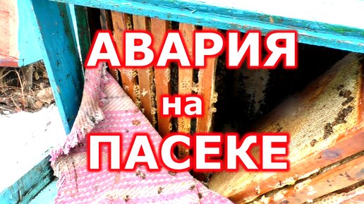 Авария на пасеке. Расплод есть, кормов нет