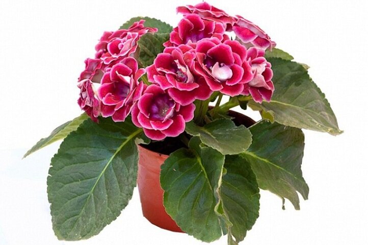 фото - иллюстрация