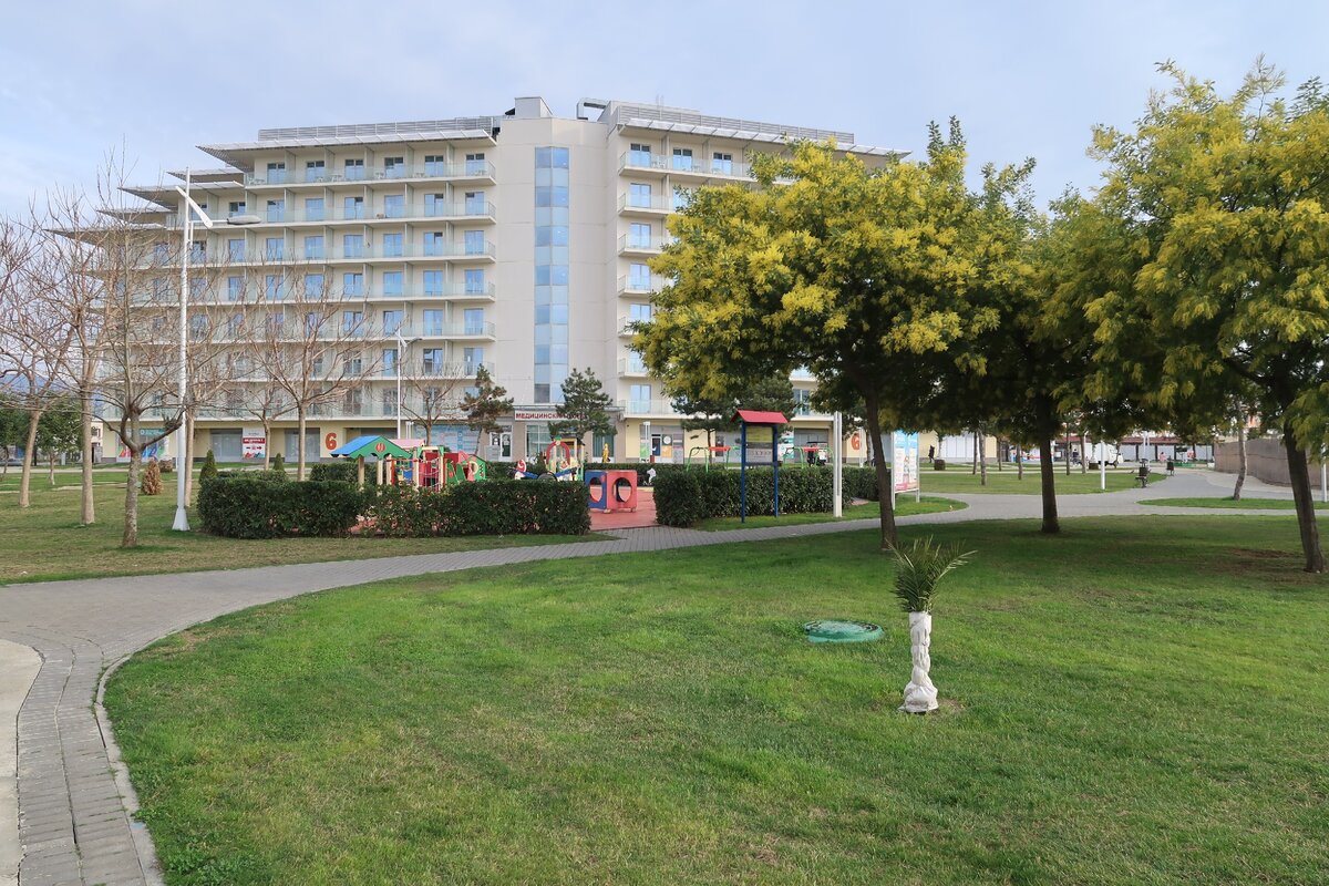 В середине февраля цветет мимоза!