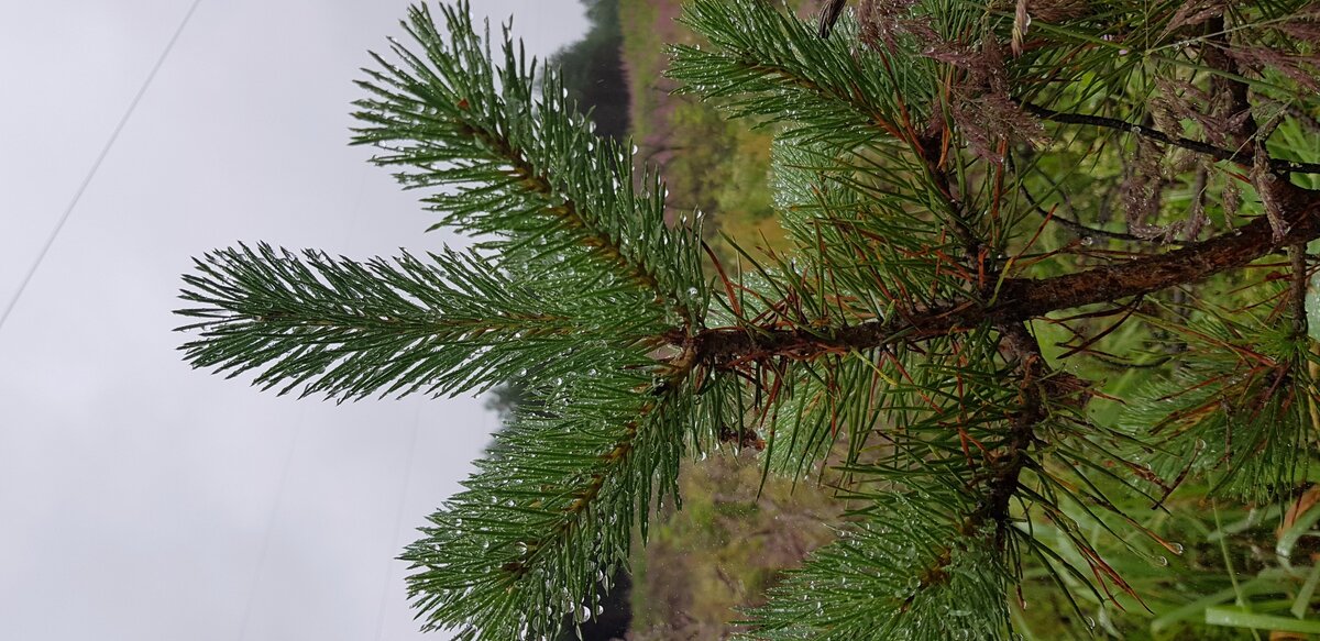Фото автора. Почему-то не перевернуть вертикально. И так нормально.