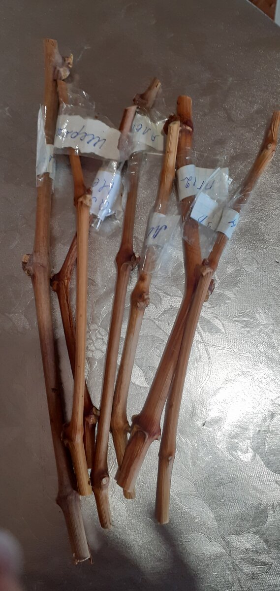 нарезаем черенки....