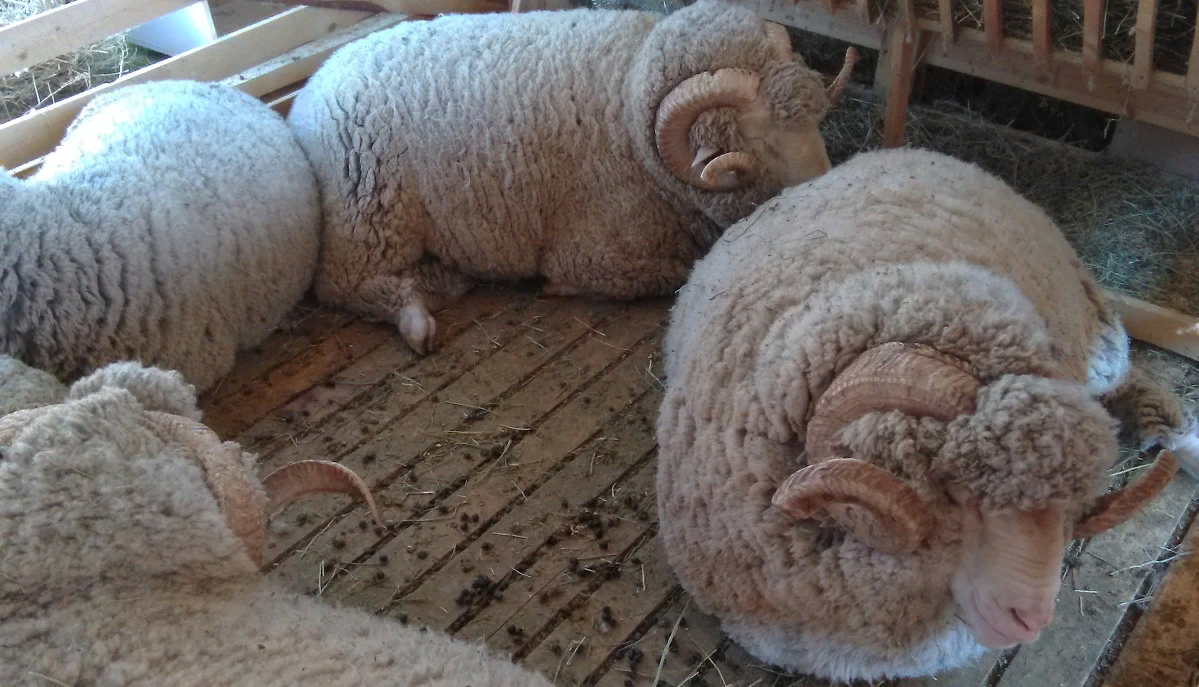 новый тип породы на выставке