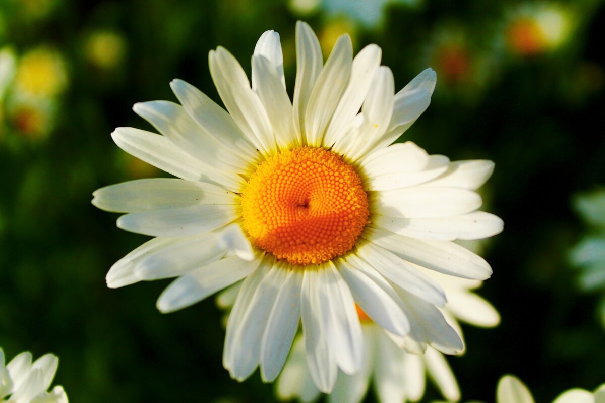 Фото дочери автора