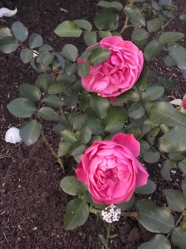 Розочка - первогодка.