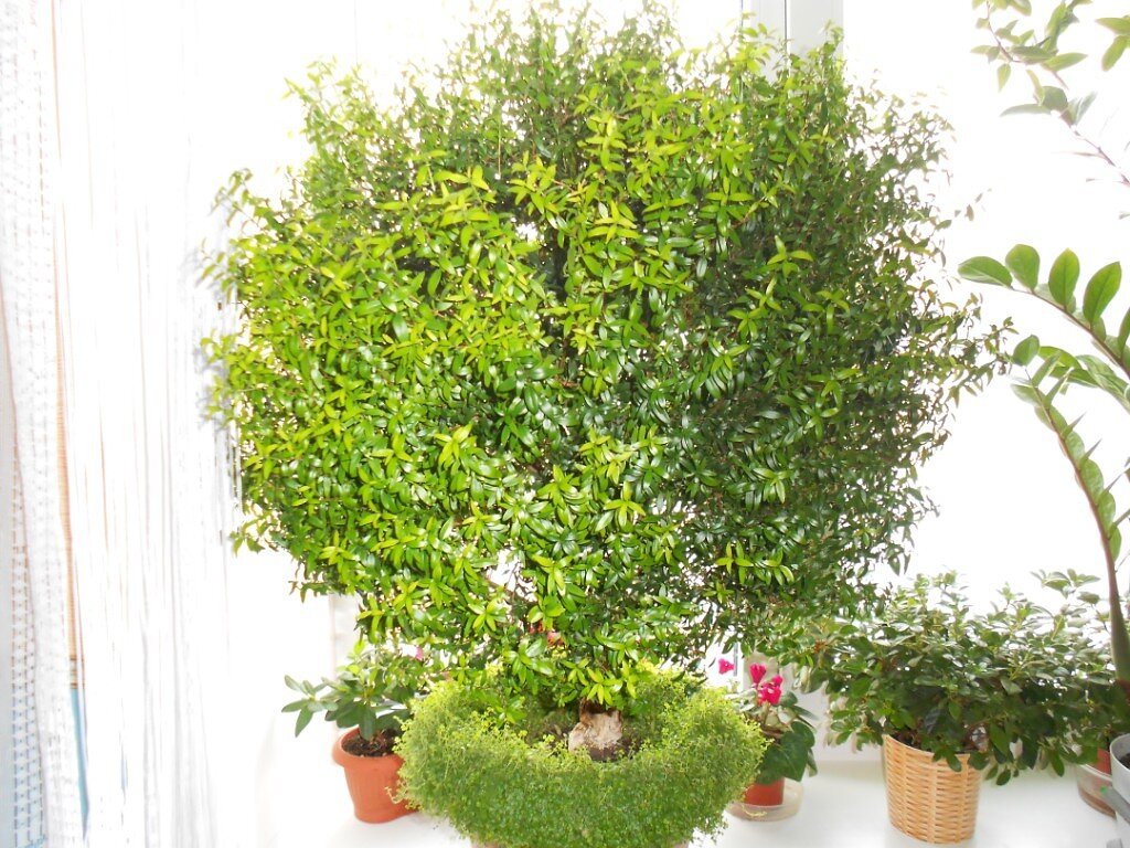 Мирт и солеройлия. 