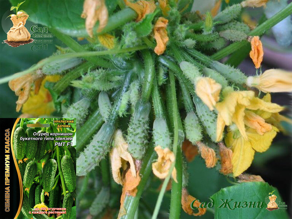 Пучковые огурцы