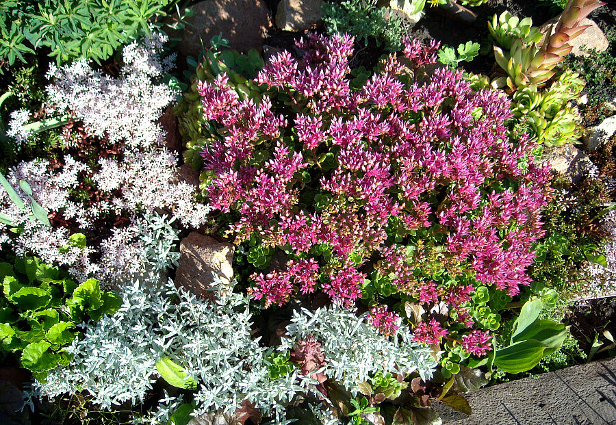 Седумы цветут белым и малиновым цветом