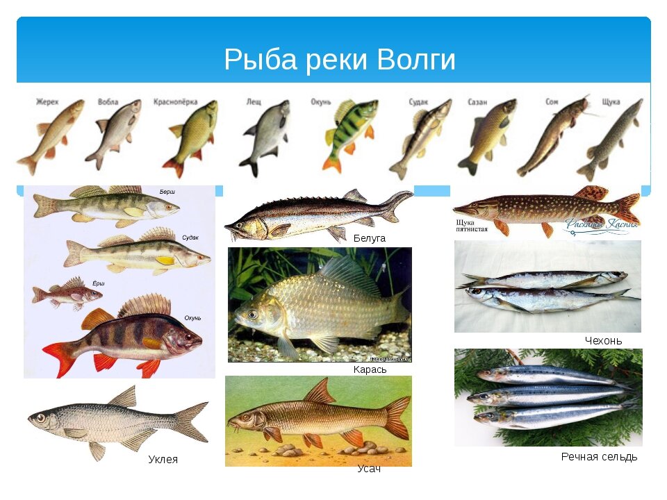 Рыба водится в каме - интересные факты и особенности