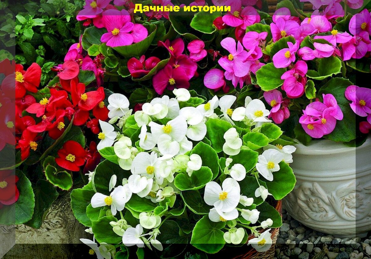 https://vk.com/album-159774511_277997146. Бегония вечноцветущая