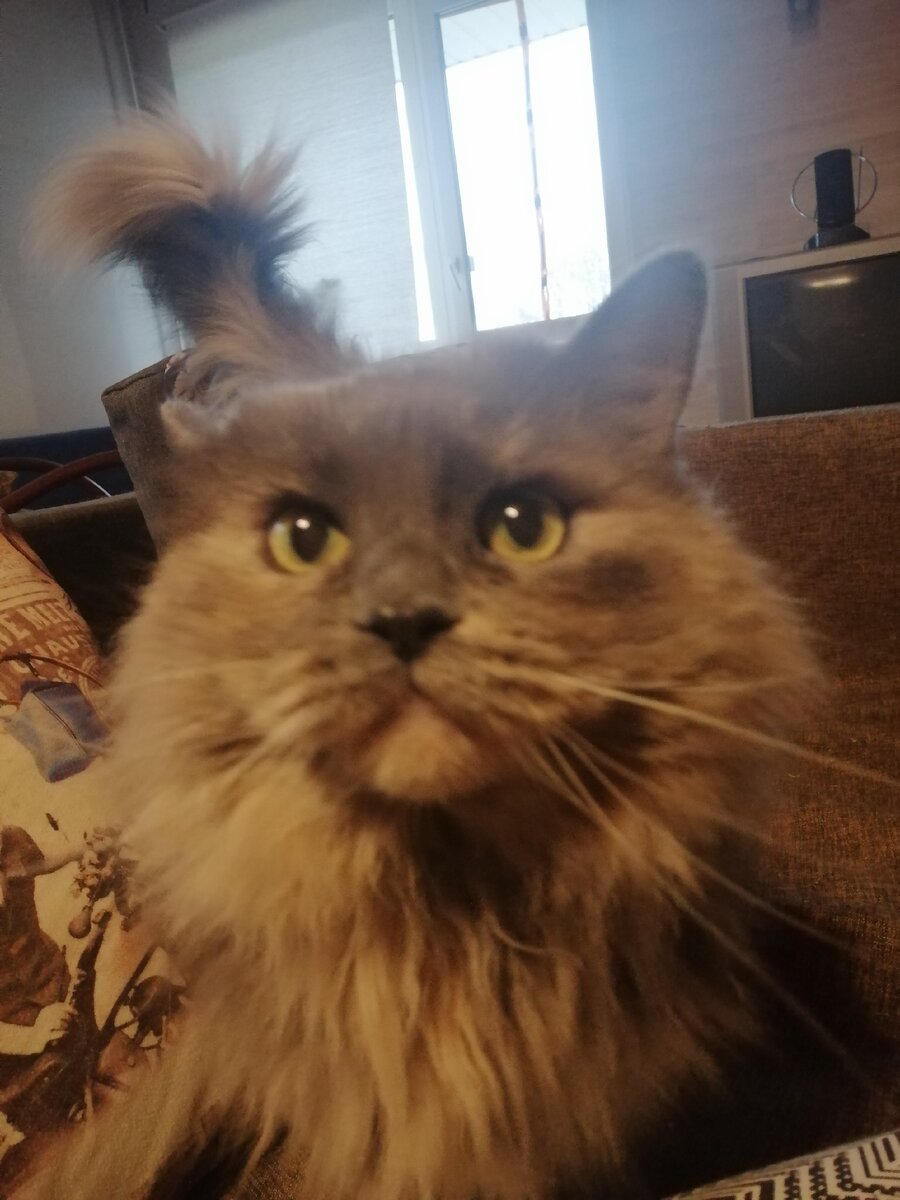 Маша-котеваша