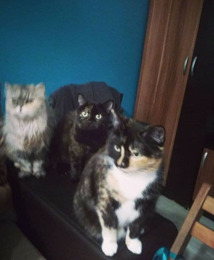 Спереди я, а за мной Соня и Лада