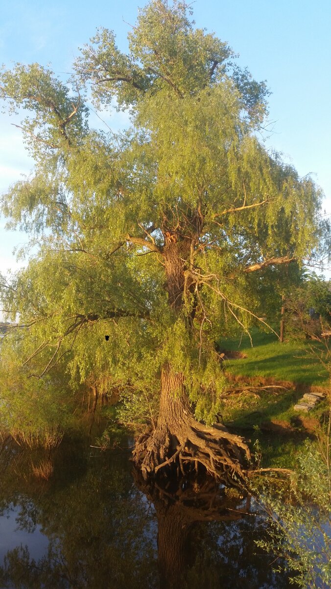 Прекрасное дерево!