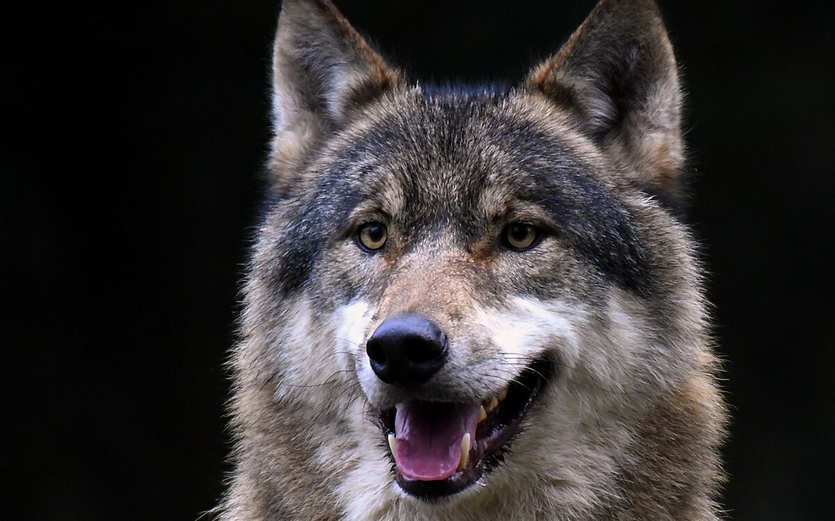 дыхание волка