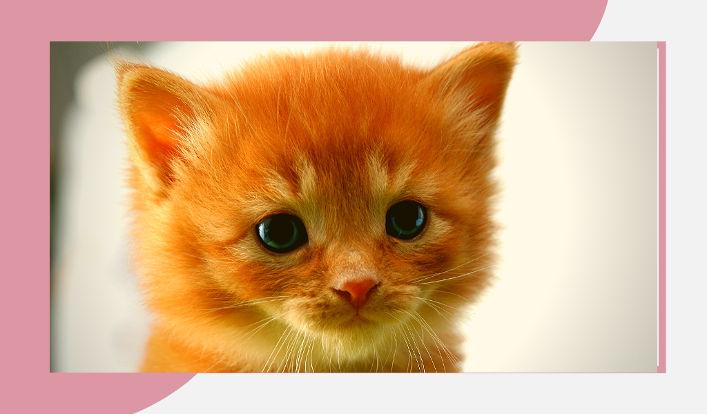 Фотография из открытых источников