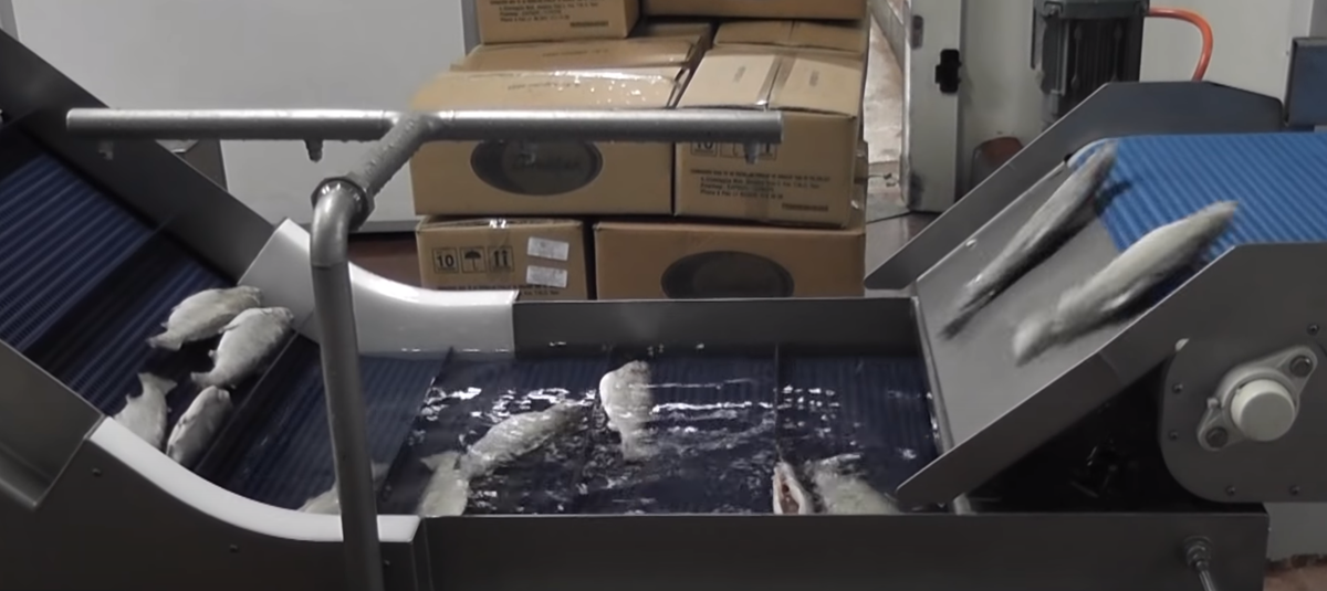 Глазирование замороженной рыбы на производстве (https://www.advancedfreezers.nl/)