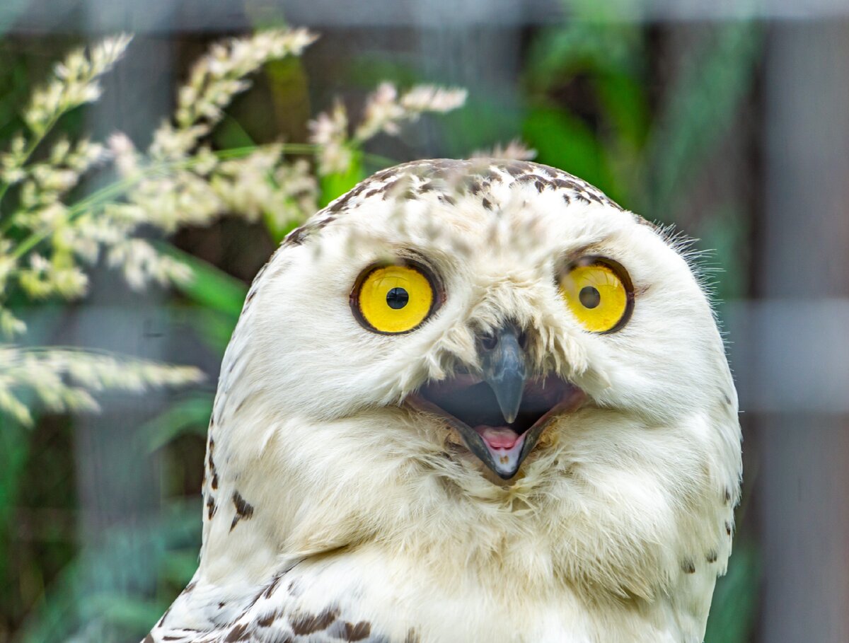 Кто здесь?=)