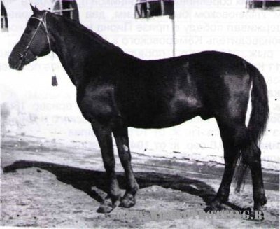 Вельбот (Барчук - Волга) 1930г.р., Хреновского к/з